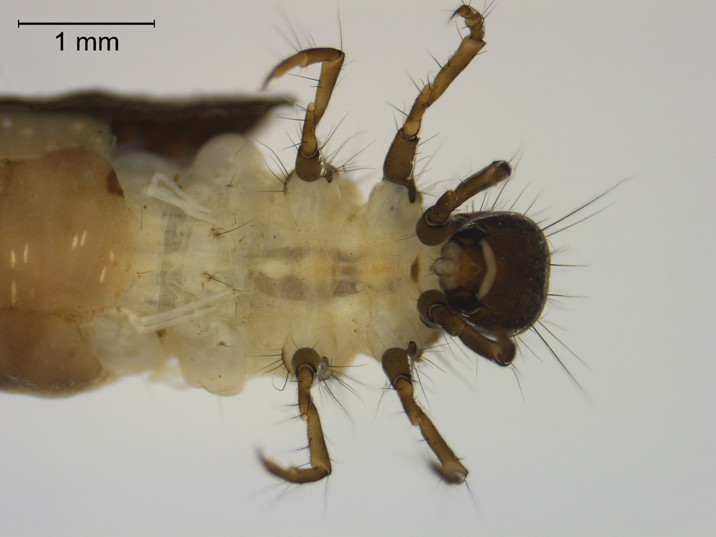 Limnephilus ignavus